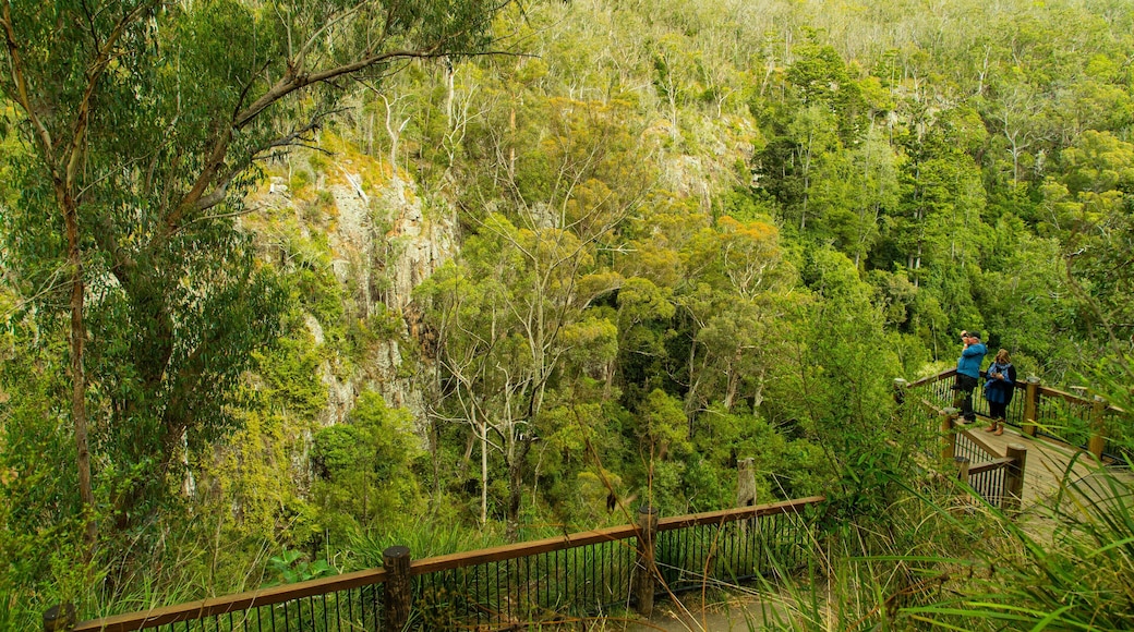Queen Mary Falls which includes tranquil scenes, forest scenes and views