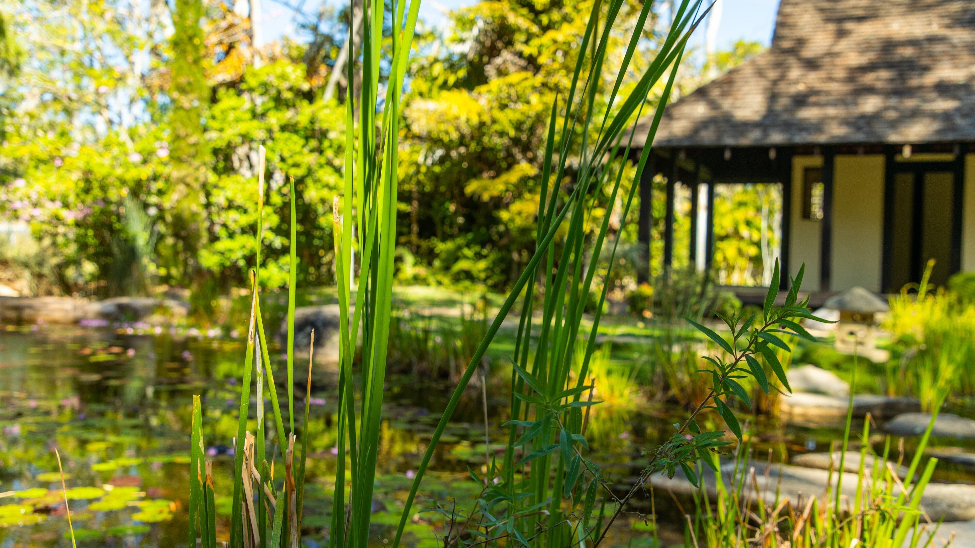 Tondoon Botanic Gardens showing a pond