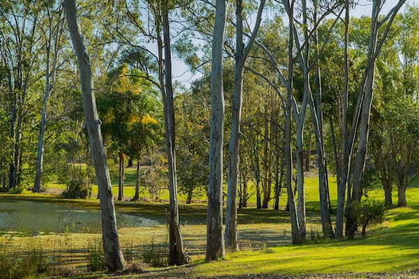 Tondoon Botanic Gardens showing a pond and a park