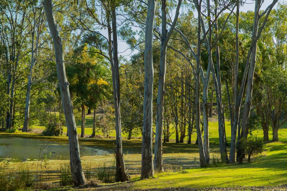 A serene park with tall trees, a pond, and a grassy area.