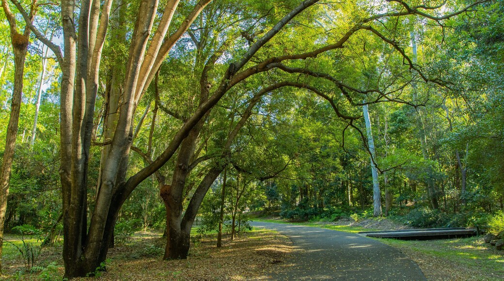 Tondoon Botanic Gardens showing a garden