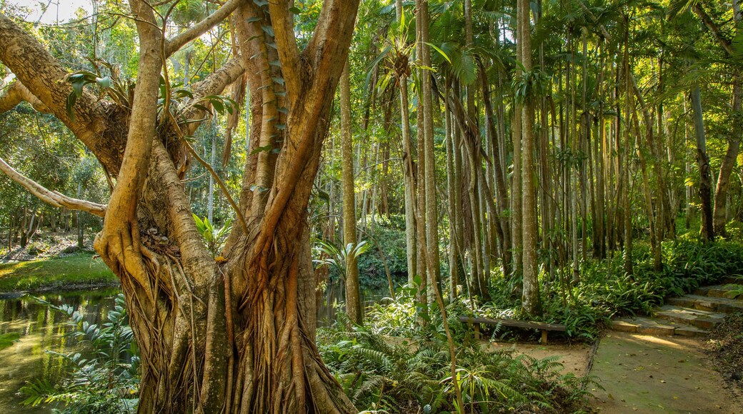 Capricorn Coast featuring forest scenes and a park