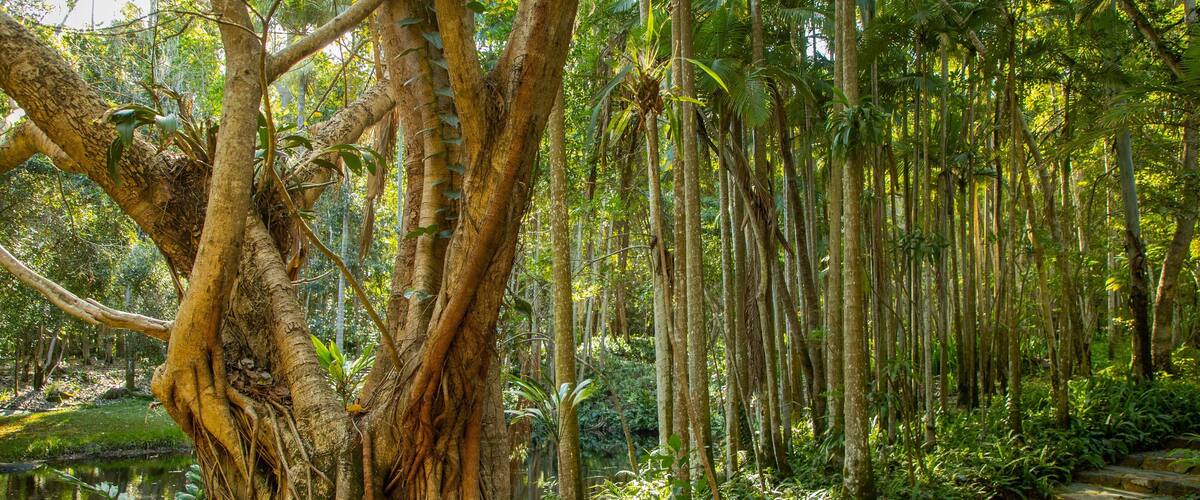 Capricorn Coast featuring forest scenes and a park