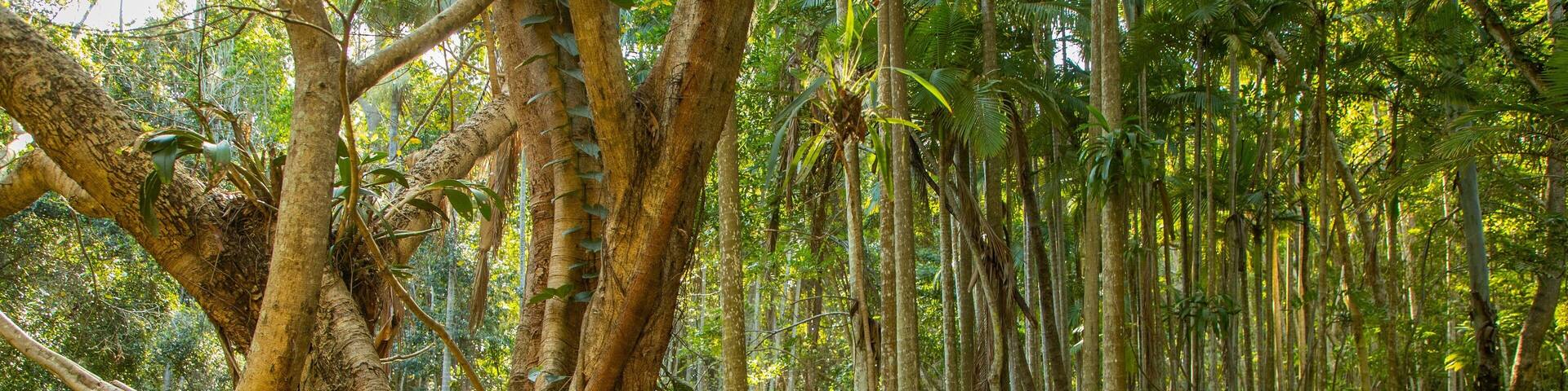 Capricorn Coast featuring forest scenes and a park