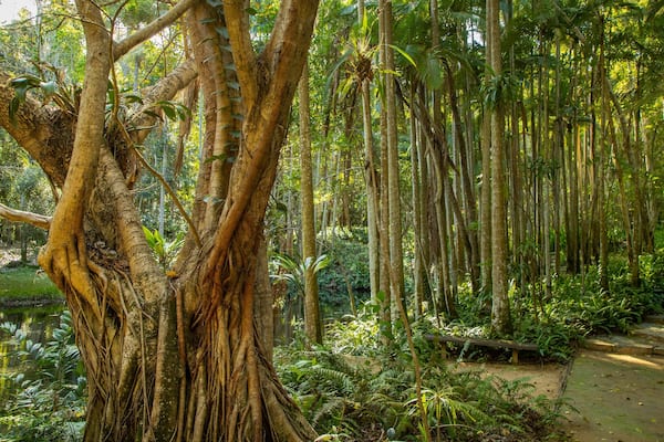Capricorn Coast featuring forest scenes and a park