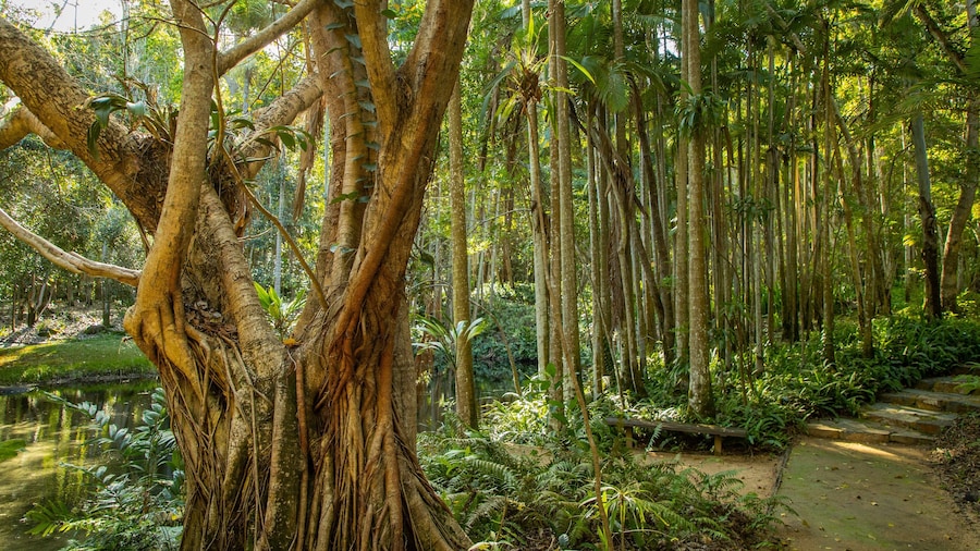 Capricorn Coast featuring forest scenes and a park