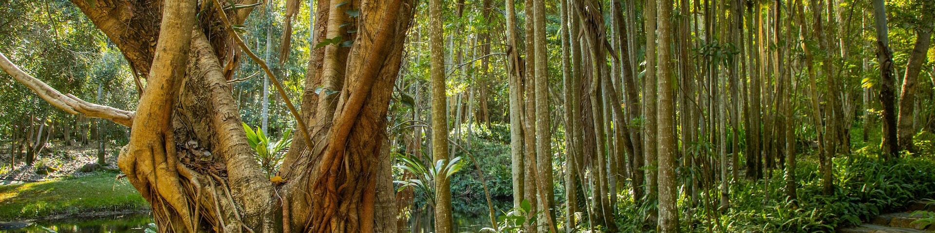 Capricorn Coast featuring forest scenes and a park