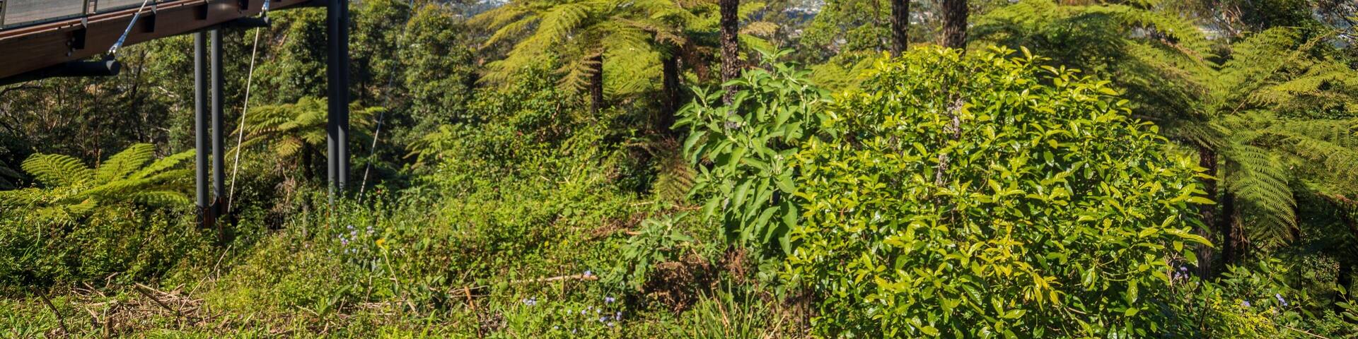 Forest Sky Pier featuring views