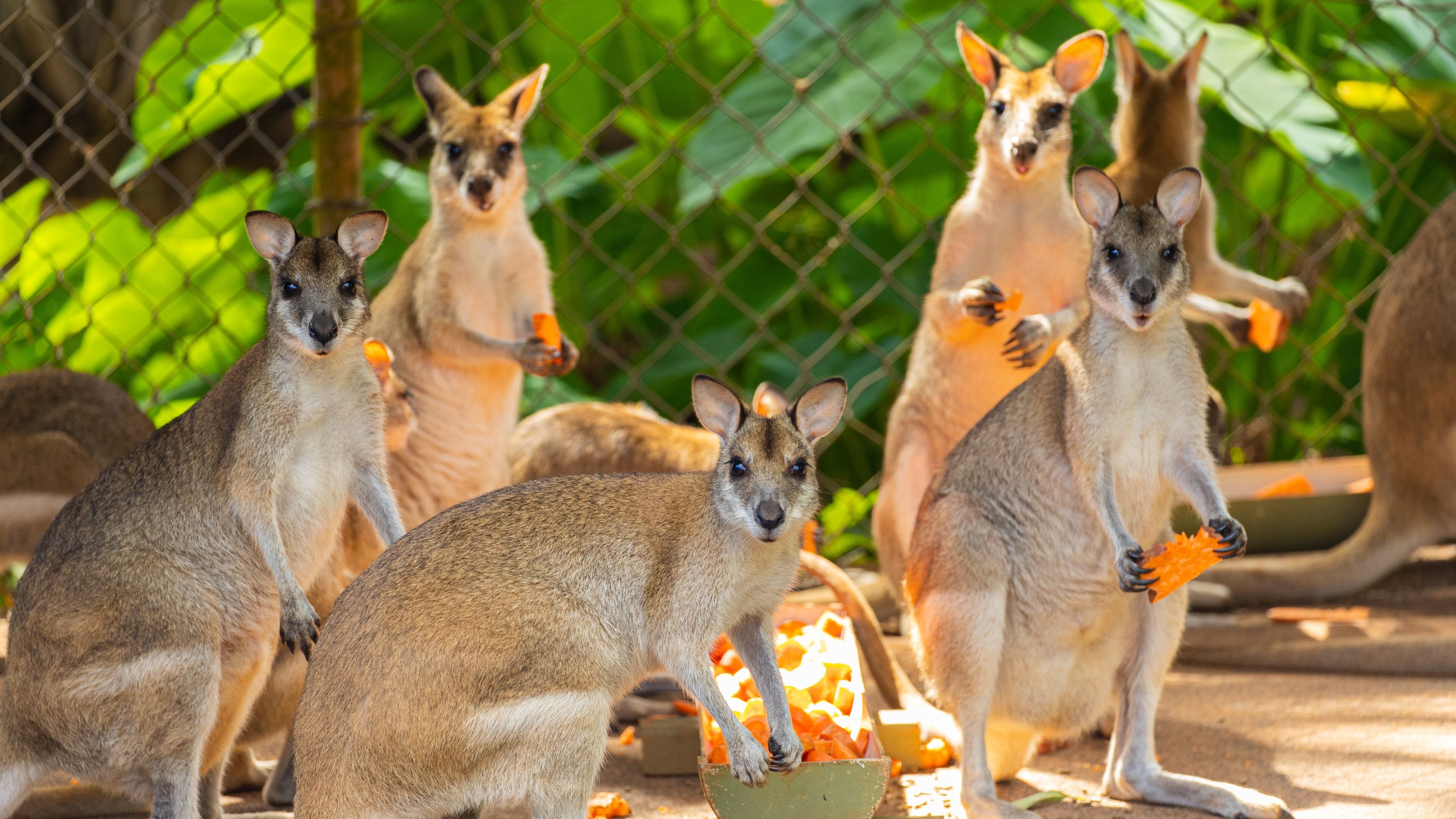 Rainforestation Nature Park showing zoo animals and cuddly or friendly animals