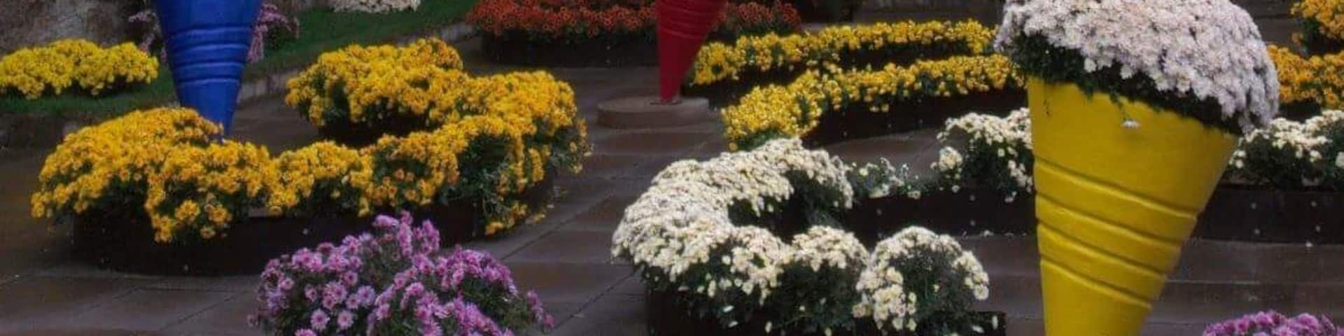 #culture..every year the city of Lahr in Germany's Blackforest blooms with flowers during the "Chrysanthema" Festival