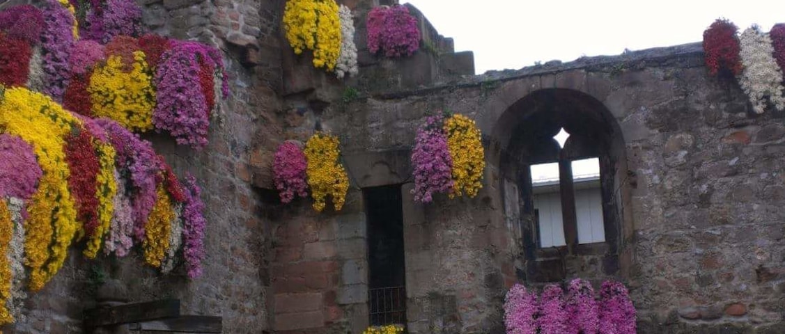 #culture..every year the city of Lahr in Germany's Blackforest blooms with flowers during the "Chrysanthema" Festival
