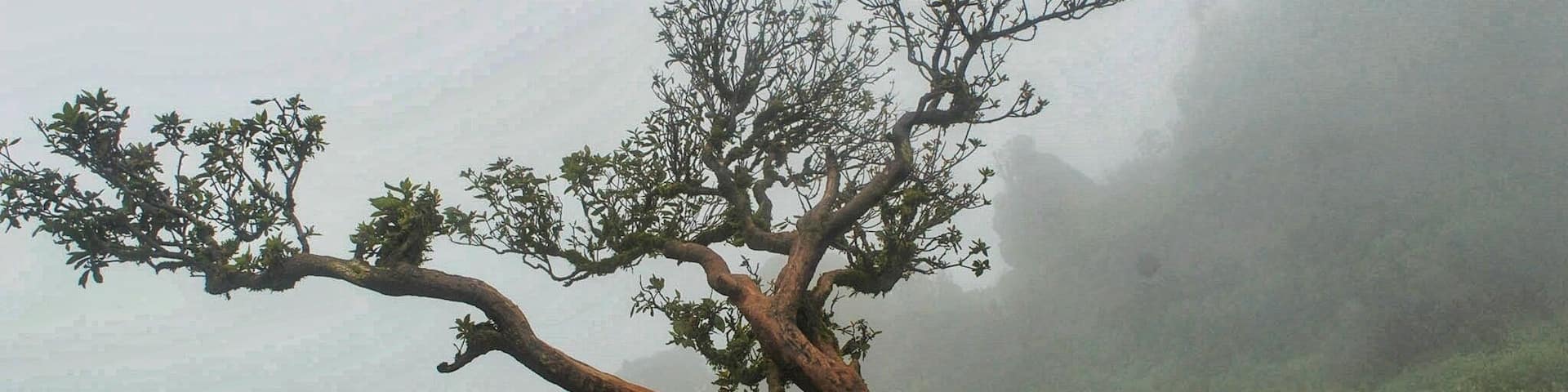 A dreamy day in Mullayangiri