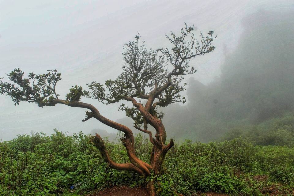 A solitary tree with twisted branches in a misty, green landscape.