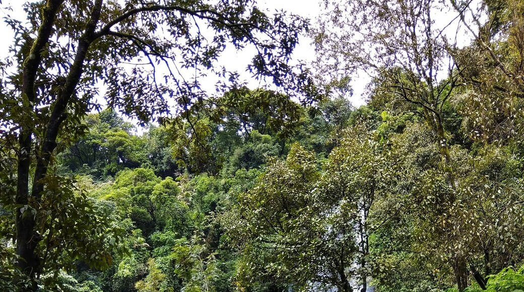 A private falls amidst coffee plantations!
#Jharifalls