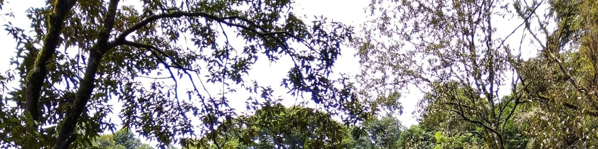 A private falls amidst coffee plantations!
#Jharifalls