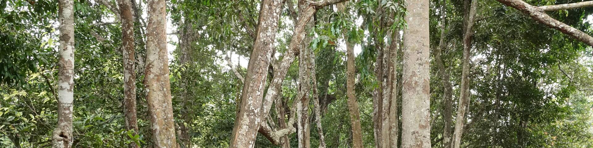 Kuruva Dweep or Kuruva Island