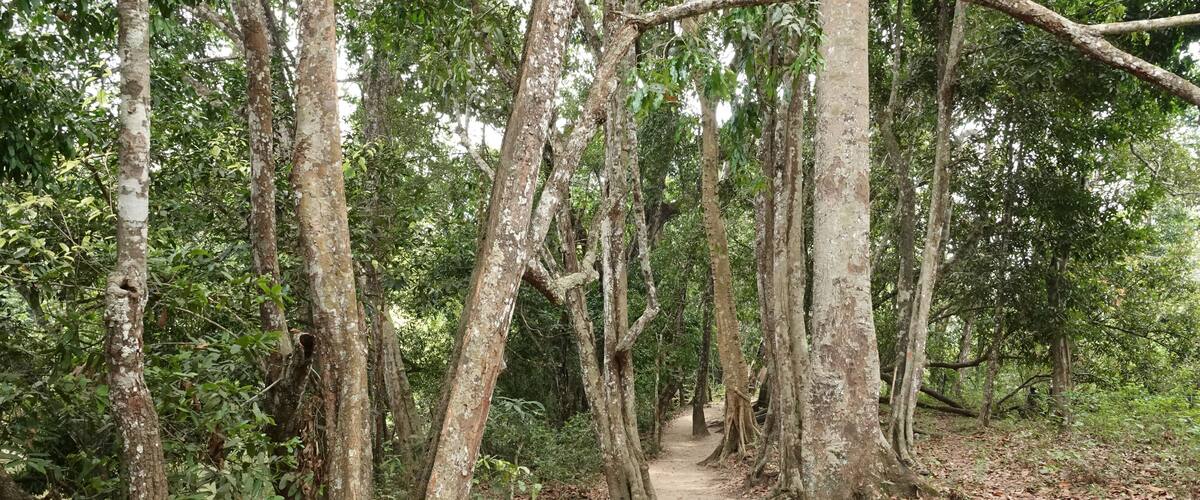 A forested trail with tall trees and a dirt path.