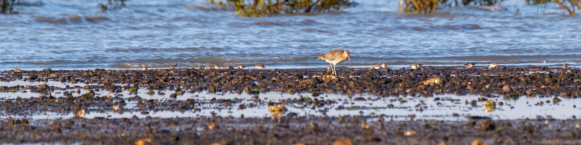 An Eurasian Curlew wading through low-tide area inside Narara Marine National Park on the outskirts of Jamnagar, Gujarat, India