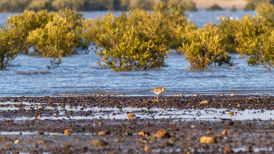 A bird on a rocky shoreline with water and green vegetation in the background.