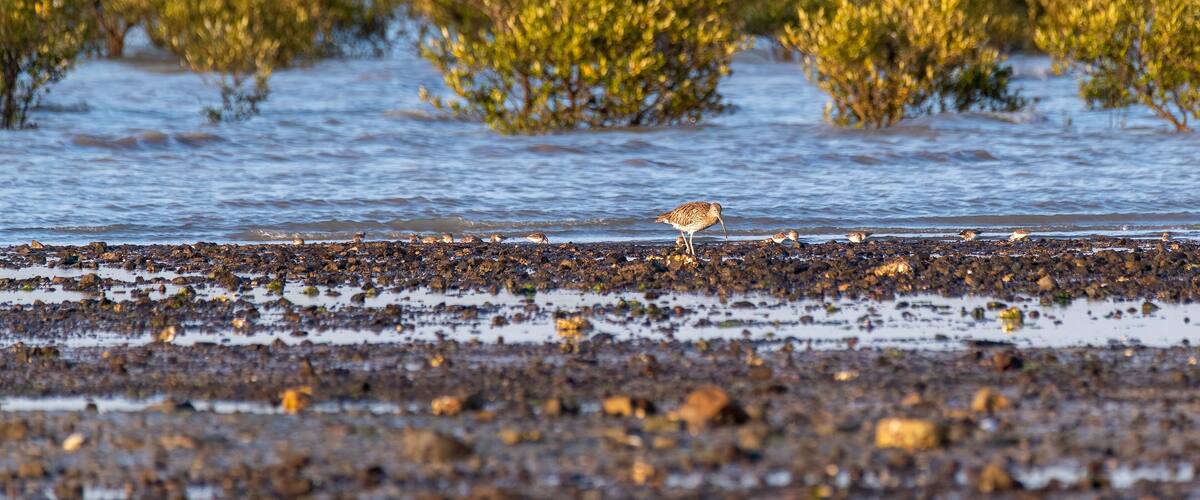 A bird on a rocky shoreline with water and green vegetation in the background.