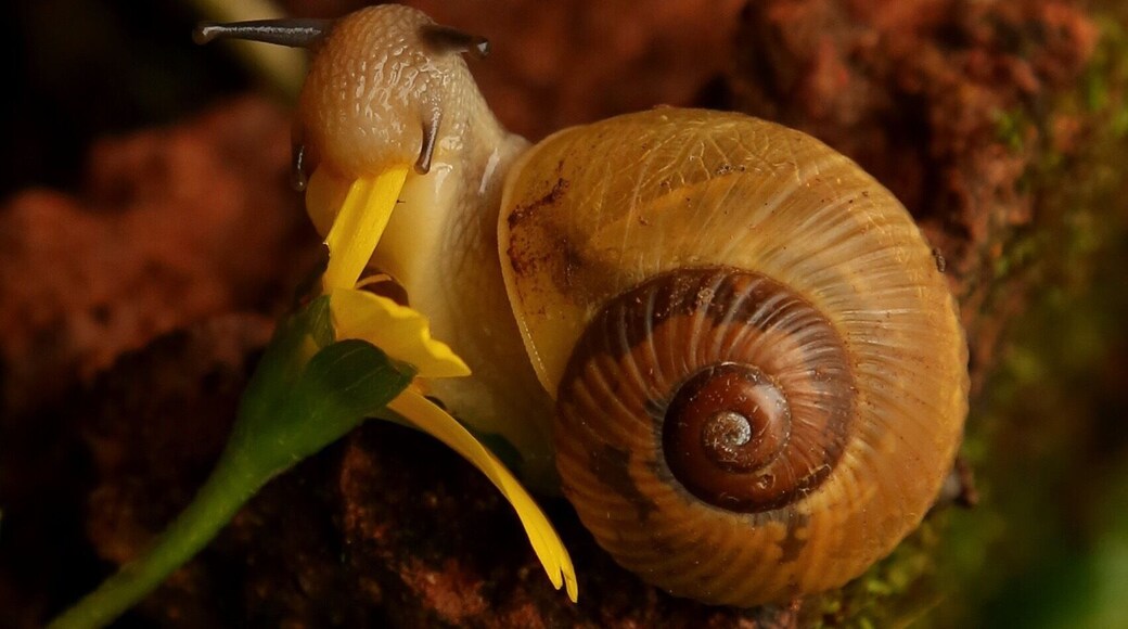 This is amazing ..you don't normally think of snails in this way. In the pic the snail is tugging the petals of a flower and chomping them with a power that will Amaze you. It felt like I almost could hear the chomp chomp !!!!
Apparently snails have teeth as well.