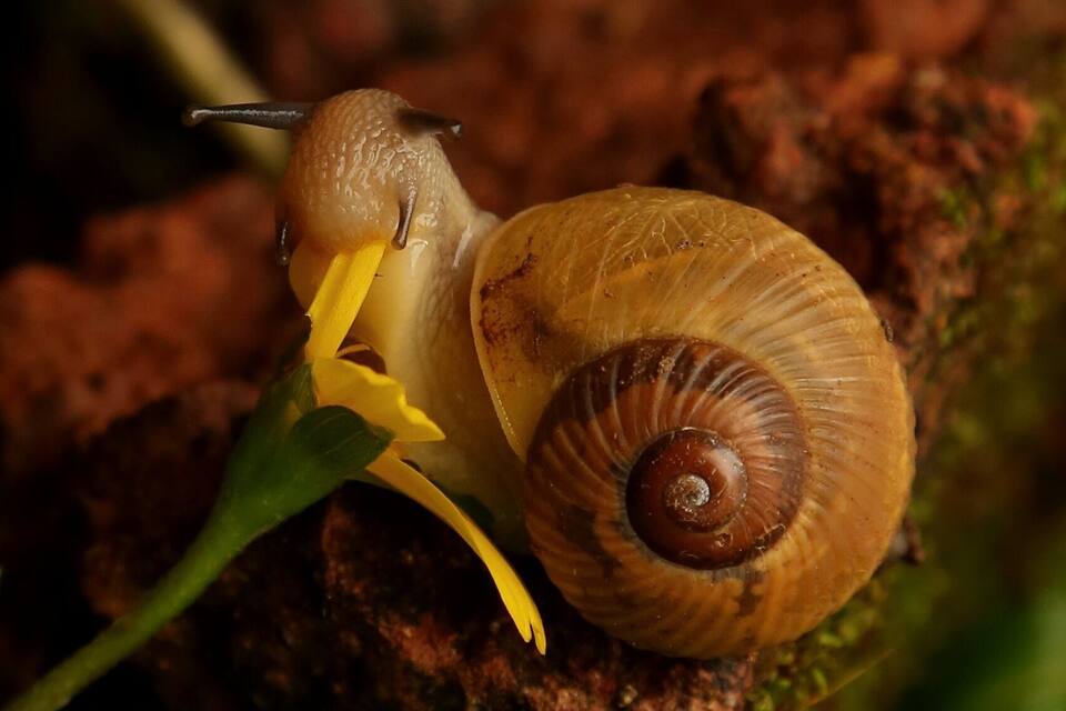 A snail on a flower.