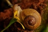 This is amazing ..you don't normally think of snails in this way. In the pic the snail is tugging the petals of a flower and chomping them with a power that will Amaze you. It felt like I almost could hear the chomp chomp !!!!
Apparently snails have teeth as well.