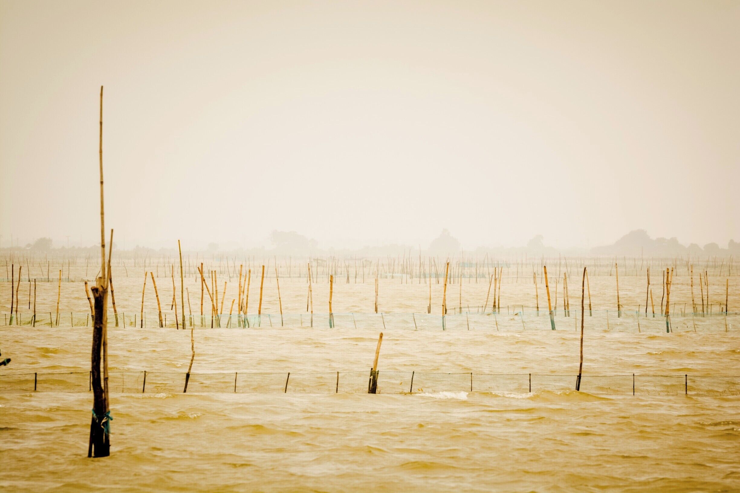 Chilika lake is a brackish water lagoon, spread over the Puri, Khurda and Ganjam districts of Odisha state on the east coast of India, at the mouth of the Daya River, flowing into the Bay of Bengal, covering an area of over 1,100 km2. It is the largest coastal lagoon in India and the second largest lagoon in the world[3][4][dubious – discuss] after The New Caledonian barrier reef in New Caledonia.

It is the largest wintering ground for migratory birds on the Indian sub-continent. The lake is home to a number of threatened species of plants and animals.

The lake is an ecosystem with large fishery resources. It sustains more than 150,000 fisher–folk living in 132 villages on the shore and islands.
The lagoon hosts over 160 species of birds in the peak migratory season. Birds from as far as the Caspian Sea, Lake Baikal, Aral Sea and other remote parts of Russia, Kirghiz steppes of Mongolia, Central and southeast Asia, Ladakh and Himalayas come here. These birds travel great distances; migratory birds probably follow much longer routes than the straight lines, possibly up to 12,000 km, to reach Chilika Lake.

In 1981, Chilika Lake was designated the first Indian wetland of international importance under the Ramsar Convention.

According to a survey, 45 percent of the birds are terrestrial in nature, 32 percent are waterfowl, and 23 percent are waders. The lagoon is also home to 14 types of raptors. Around 152 rare and endangered Irrawaddy dolphins have also been reported. Plus, the lagoon supports about 37 species of reptiles and amphibians.

The highly productive chilika lagoon eco-system with its rich fishery resources sustains the livelihood for many fisher men who live in and near the Lagoon. The water spread area of the Lagoon ranges between 1165 and 906 km2 during the monsoon and summer respectively. A 32 km long, narrow, outer channel connects the lagoon to the Bay of Bengal, near the village Motto. More recently a new mouth has been opened by CDA which has brought a new lease of life to the lagoon.

Microalgae, marine seaweeds, sea grasses, fishes and crabs also flourish in the brackish water of the Chilika Lagoon. Especially the recovery of sea grass beds in recent years is a welcoming trend which may eventually result in re-colorizations of endangered dugongs.