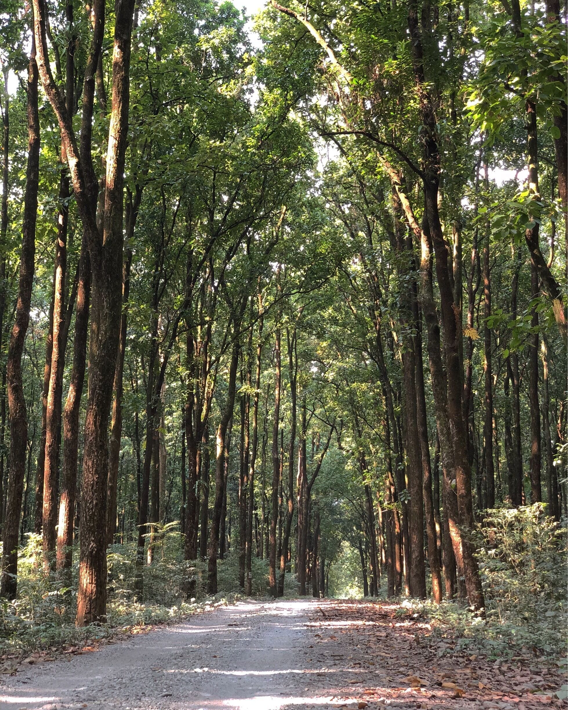 Forests are always soothing for the soul.