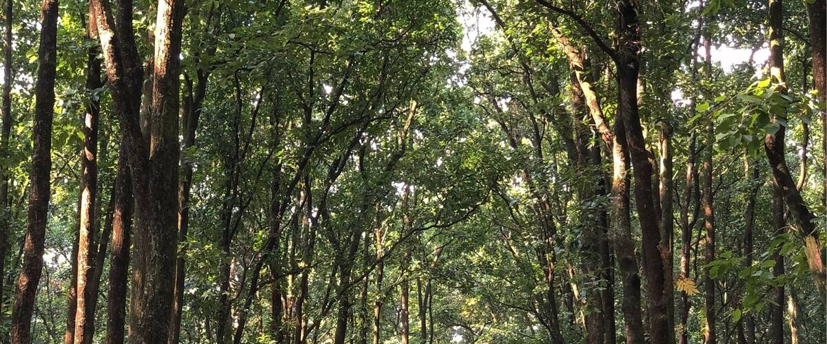 Forests are always soothing for the soul.