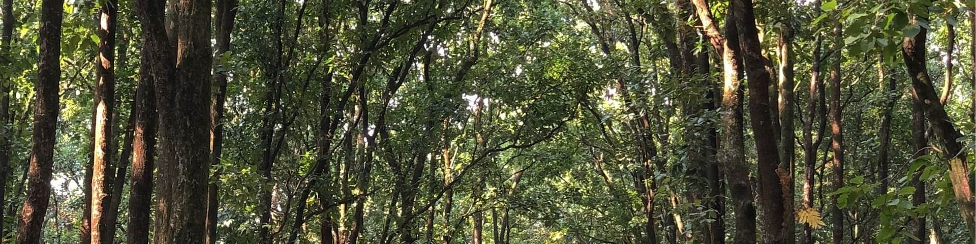 Forests are always soothing for the soul.