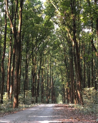 Forests are always soothing for the soul.