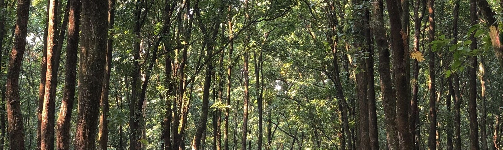 Forests are always soothing for the soul.