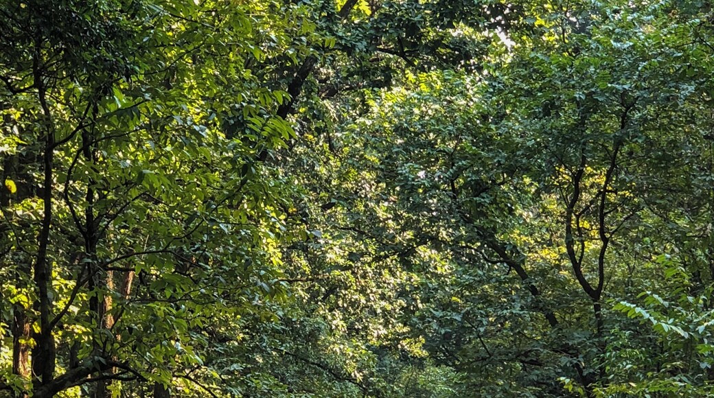 In a forest of a hundred thousand trees, no two leaves are alike. And no two journeys along the same path are alike. ~ Paulo Coelho