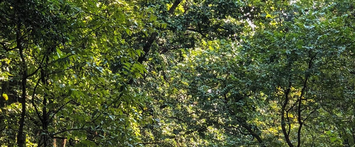 In a forest of a hundred thousand trees, no two leaves are alike. And no two journeys along the same path are alike. ~ Paulo Coelho