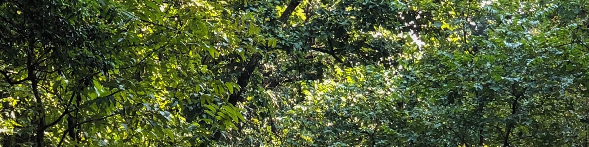 In a forest of a hundred thousand trees, no two leaves are alike. And no two journeys along the same path are alike. ~ Paulo Coelho