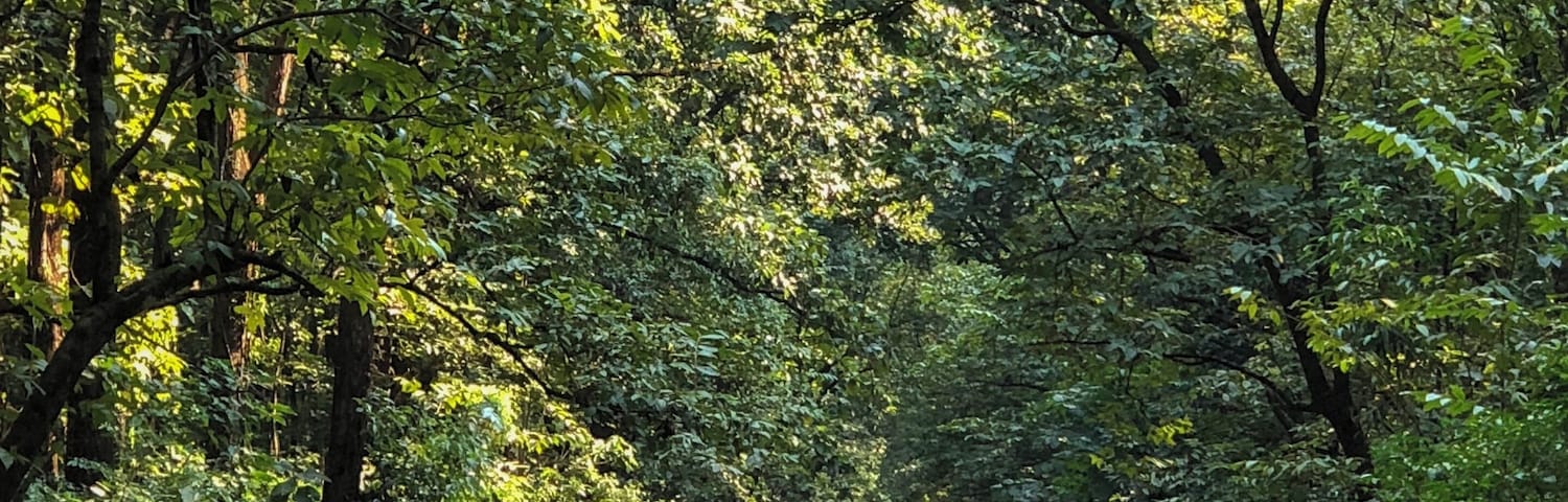 In a forest of a hundred thousand trees, no two leaves are alike. And no two journeys along the same path are alike. ~ Paulo Coelho