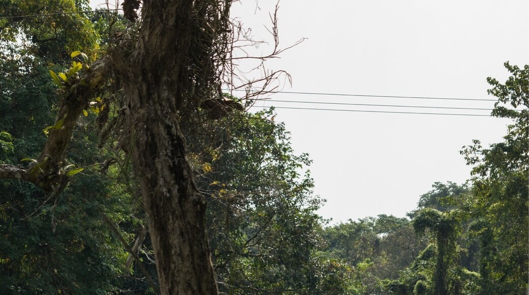 Innocence #buxavillage