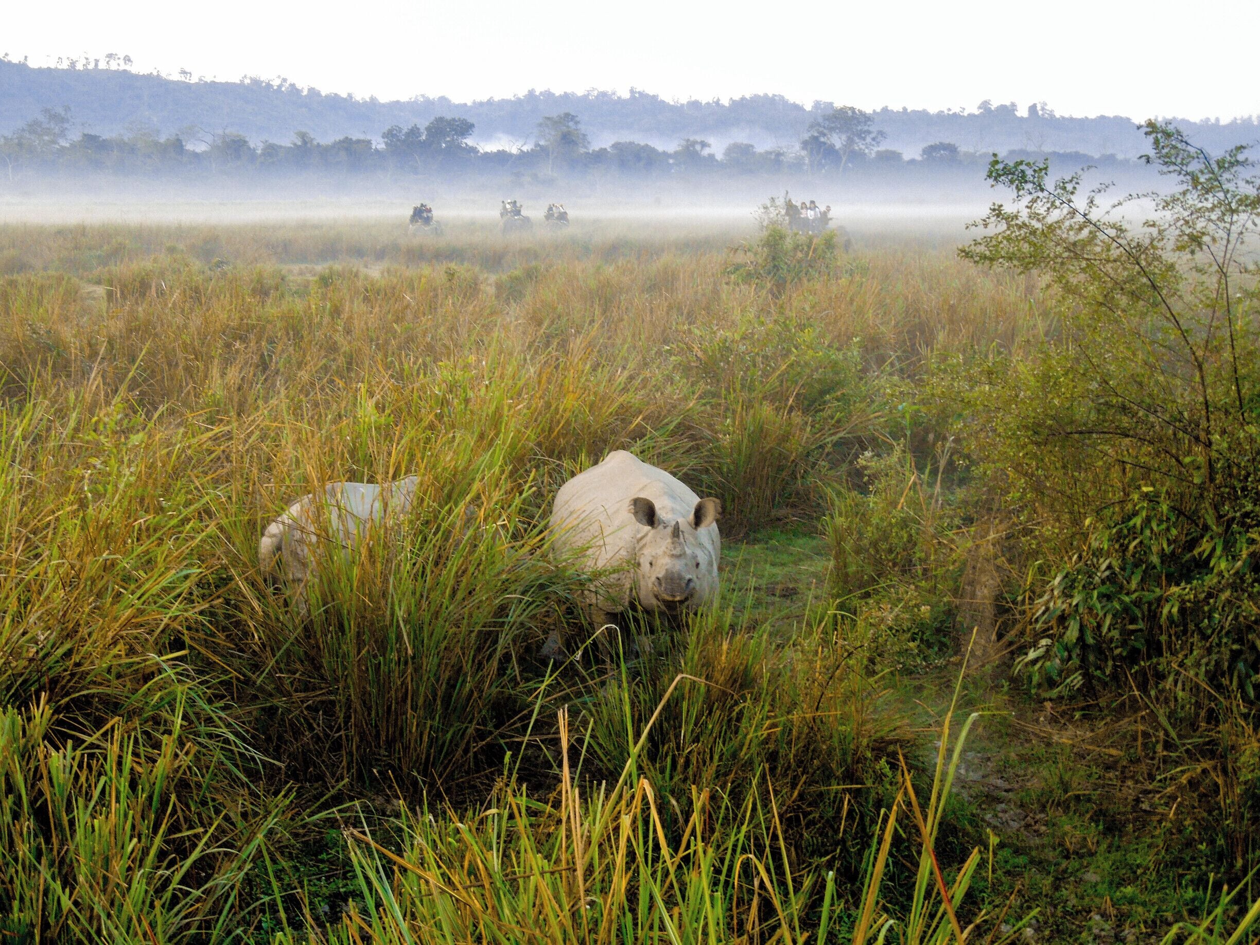 Kaziranga is the only national park in India where the Rhinos population is most abundant. Once known to harbour the population of 3 species of Rhino, but today it holds the world's largest population of the Greater One- Horned Rhinoceros. Poaching Pre - Independence led to the disappearce of the other two.

This photo was taken on an elephant ride. Though you can get very close to them, it is not ideal for photography ( I still managed to capture this smiling Rhino ✌), since elephants tend to move a lot.

#Wildlife #InMyTravelShoes