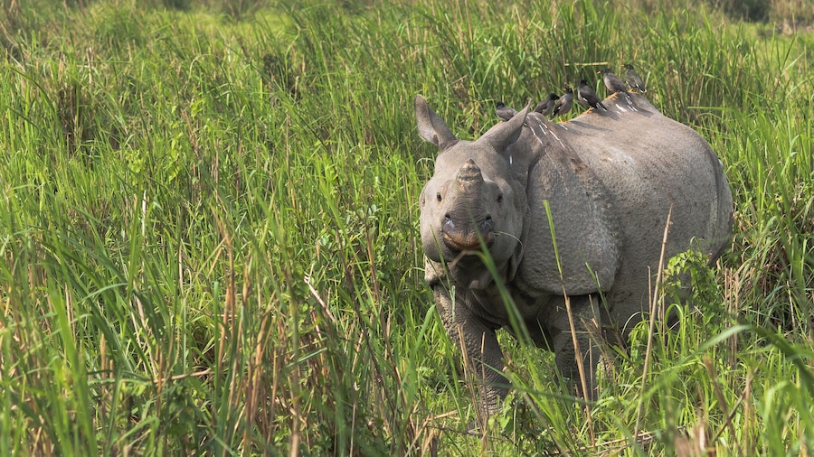 A rhinoceros in a grassy field with birds perched on its back.