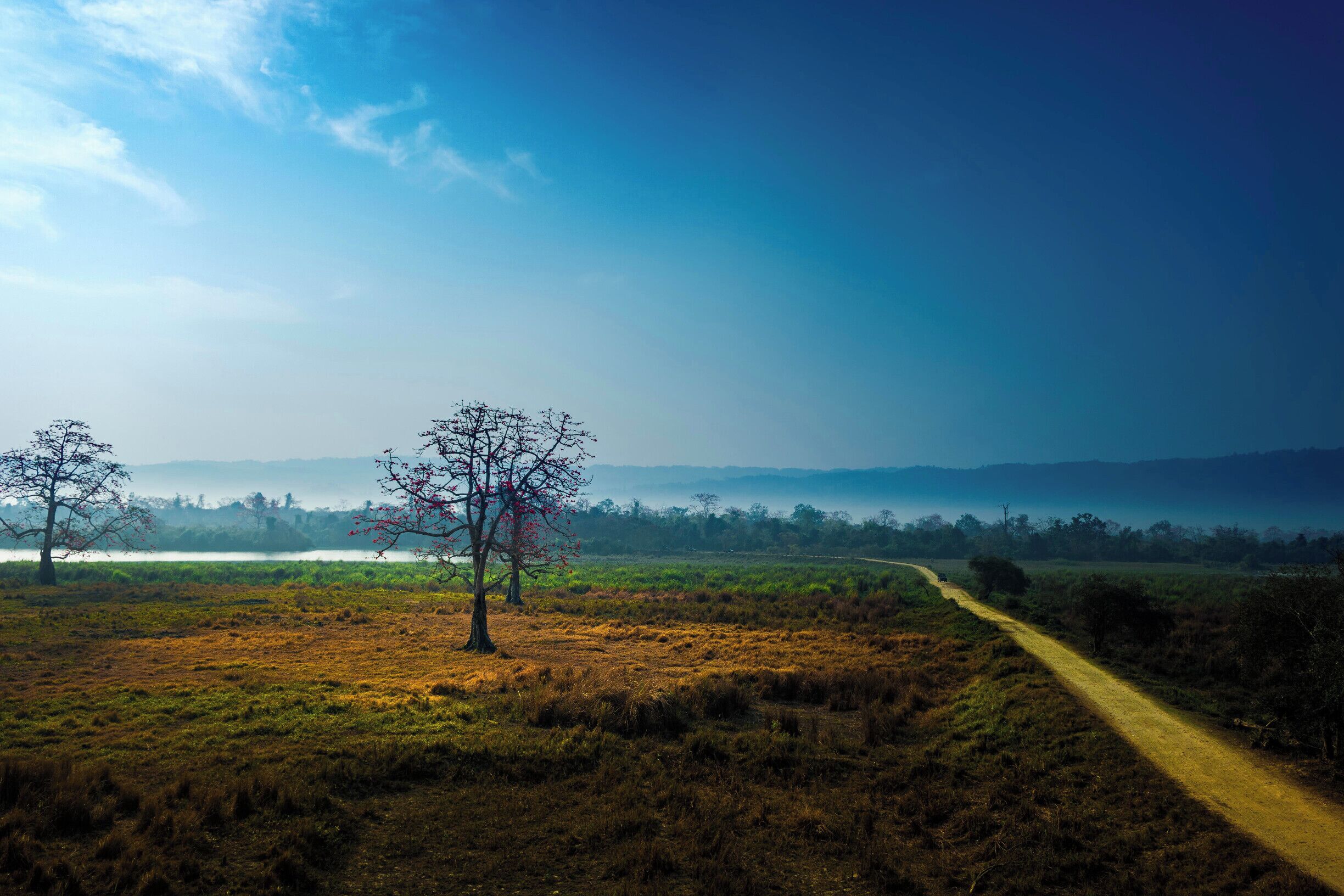 A shot from inside Kaziranga National park.