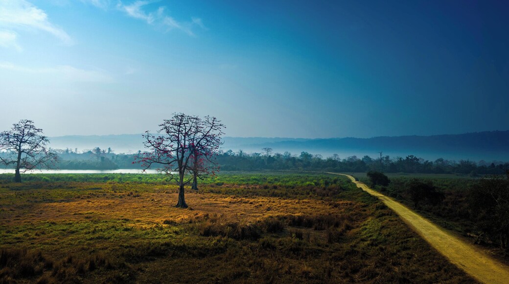 A shot from inside Kaziranga National park.