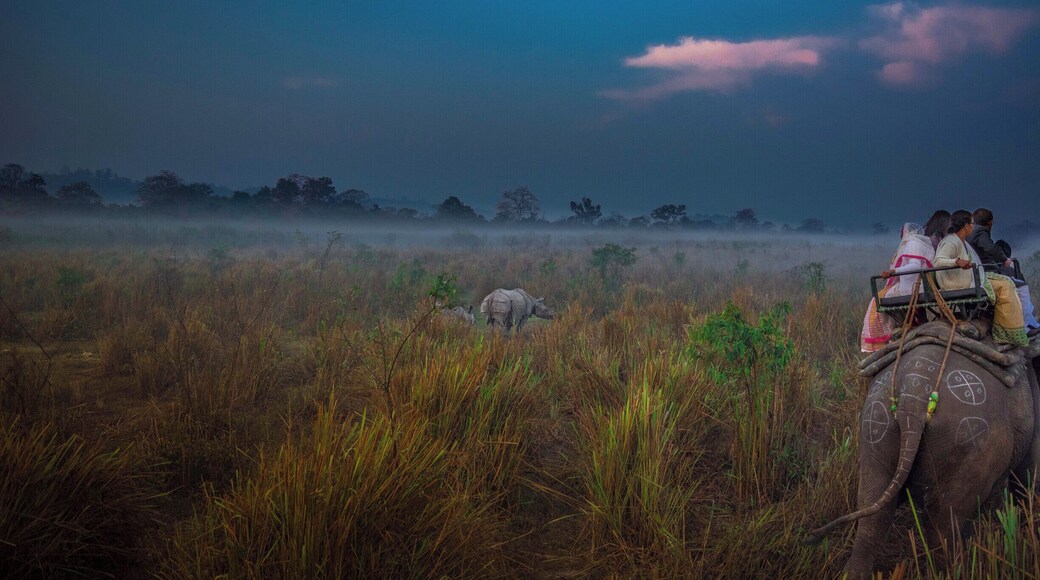 Elephant safari in Kaziranga National Park
