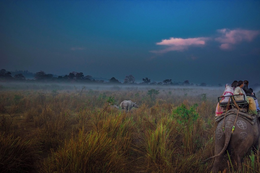 Elephant safari in Kaziranga National Park