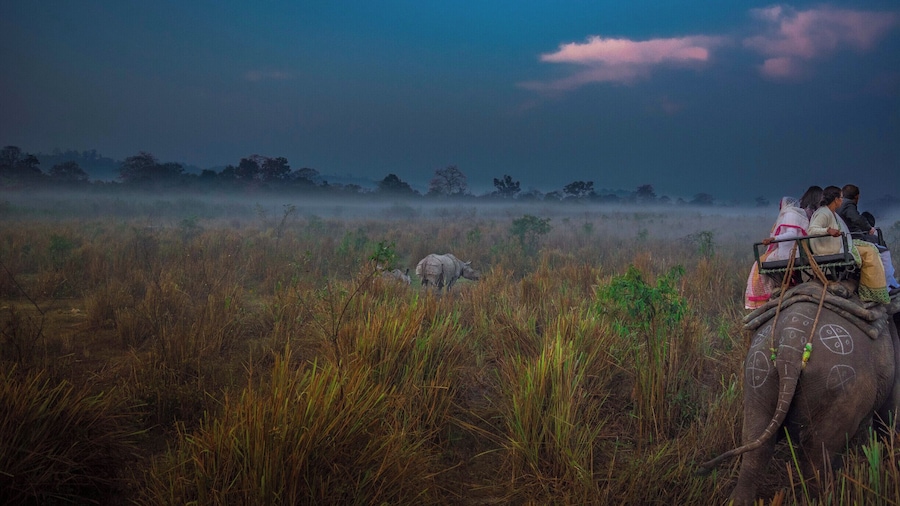 Elephant safari in Kaziranga National Park