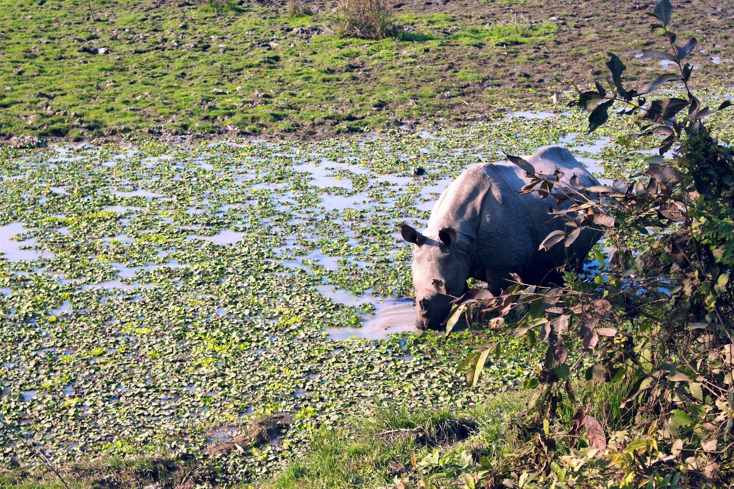 Located in the North Eastern state of Assam, Kaziranga National Park is home to the great one-horned Rhinoceros. The park is also known to have the highest density of Rhinos in the world.
These huge mammals (endangered) can also be found at Chitwan National Park in Nepal, and Laokhawa Reserve forest in Assam.
