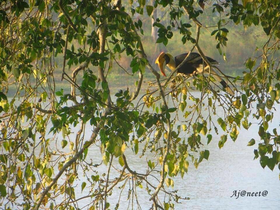Hornbill sitting on a tree branch almost getting camouflaged. It is  the state bird of Arunachal Pradesh. There is a famous tribe festival named as Hornbill Festival held every year in Nagaland.