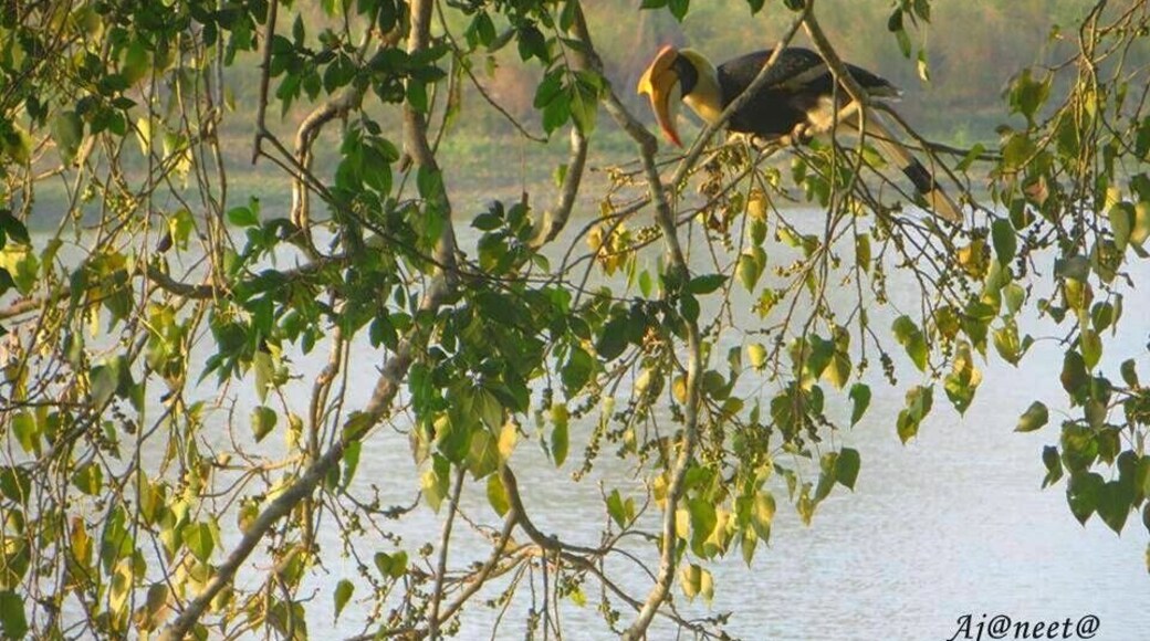 Hornbill sitting on a tree branch almost getting camouflaged. It is the state bird of Arunachal Pradesh. There is a famous tribe festival named as Hornbill Festival held every year in Nagaland.