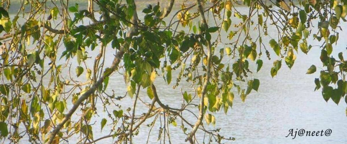 Hornbill sitting on a tree branch almost getting camouflaged. It is the state bird of Arunachal Pradesh. There is a famous tribe festival named as Hornbill Festival held every year in Nagaland.