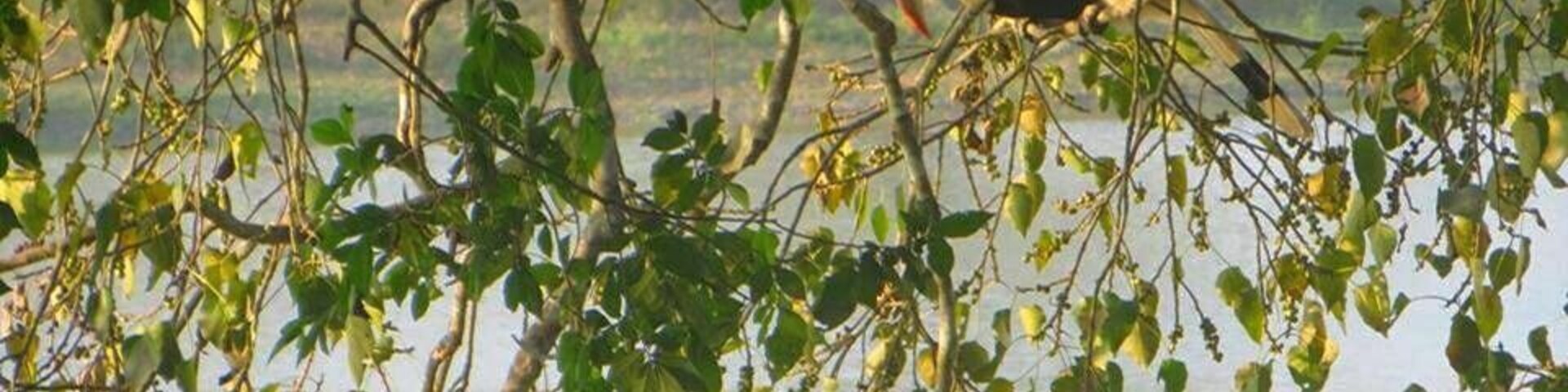 Hornbill sitting on a tree branch almost getting camouflaged. It is the state bird of Arunachal Pradesh. There is a famous tribe festival named as Hornbill Festival held every year in Nagaland.